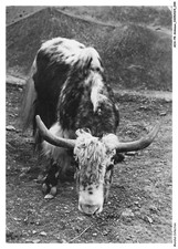 AOAP8-0589-ANIMAUX - yak