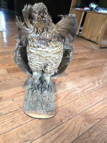 Ruffed grouse taxidermy mount - grouse,