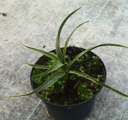 Yucca rupicola ondulé - yucca,