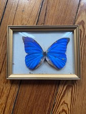 Papillon Morpho bleu du