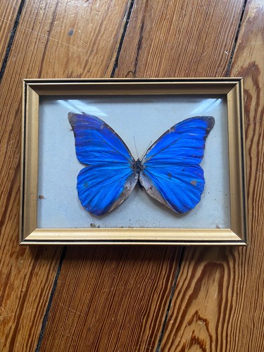 Papillon morpho bleu - morpho,
