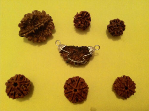 Rare rudraksha 5 - rudraksha, 1,2,3,4,5,6,7