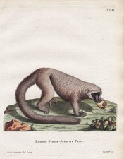 Katta Lémurien À Queue