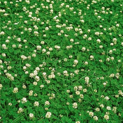 Trèfle blanc huia 10g - 10g, |