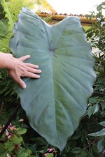 Colocasia fontanesii