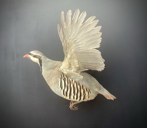 Chukar partridge taxidermy - chukar,