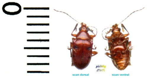 Chrysomelidae sp non - chrysomelidae,