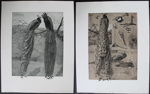 Paon planches originales - 2,