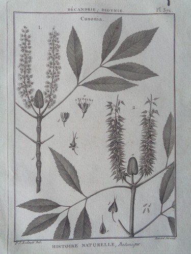Botanique gravure ancienne - botanique,
