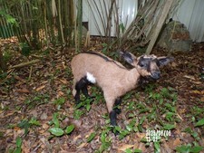 NEW agneau lamb Lamm chevreau bébé  naturalisé taxidermie  curiosité  n°22