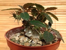RARE 4 graines de DORSTENIA