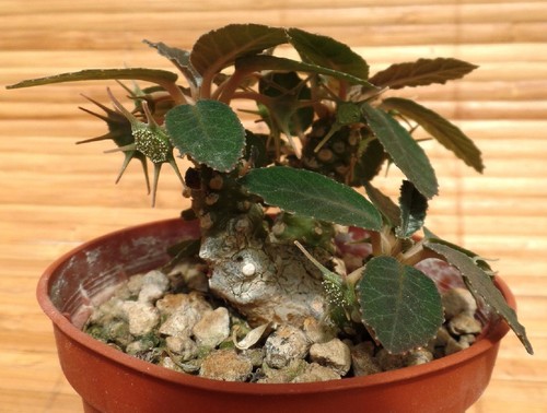 Rare graines dorstenia - graines,