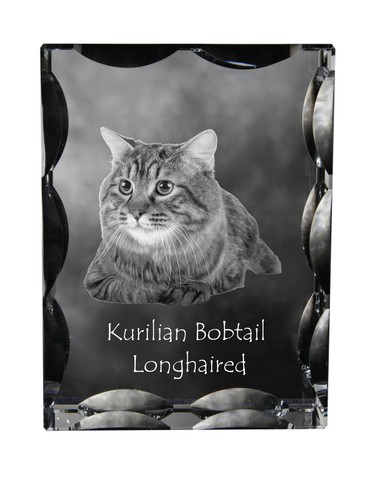 Kurilianer bobtail longhair - kurilianer,