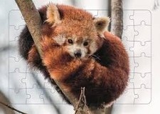 Puzzle Piccolia - Panda Roux - 48 Pièces