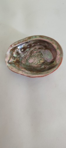 Coquillage ormeau abalone - coquillage, d'ormeau