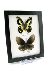 2 vrais beaux papillons d'élevage soignés dans la vitrine - murale - A-02-h-08