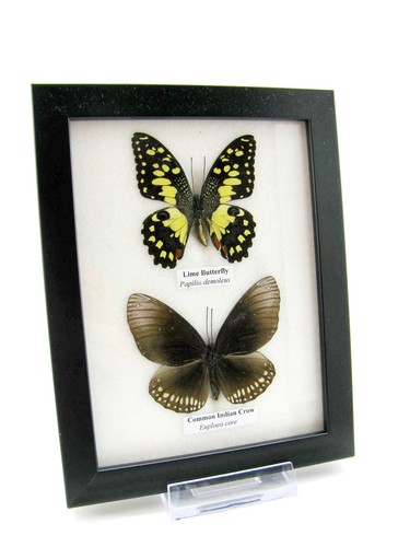 Vrais beaux papillons - beaux,