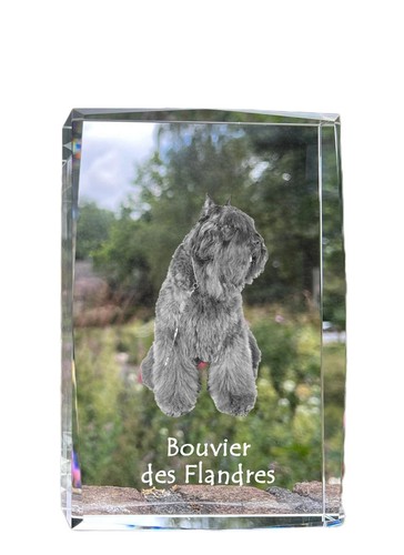 Chien flandre bouvier - chien, flandre,