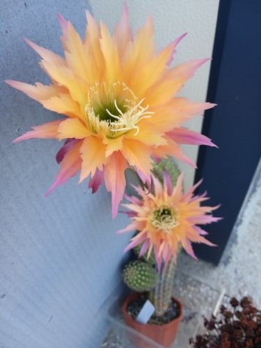Cereus hybrid super - 'super, apricot'