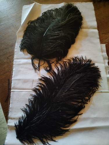 Anciennes plumes autruches - anciennes, d'autruches