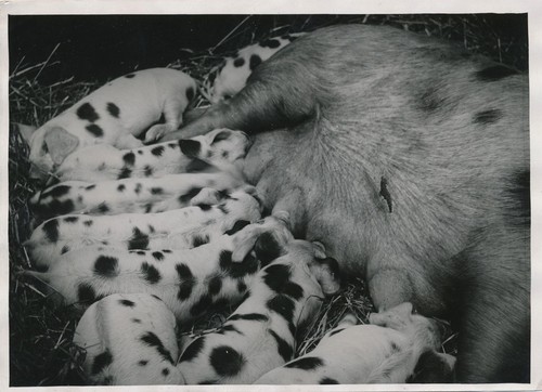 Truie cochon avec - , petits