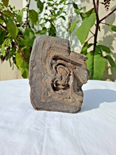 Roche fossilisée pierre - roche,