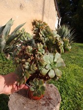 Aeonium davidbramwellii