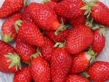 100 graines FRAISE GARIGUETTE 2025