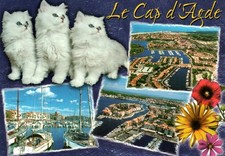 Le Cap d'Agde - Avec chat