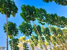 Paulownia Shan Tong 1000 Seeds - Kiribaum - Princess Tree - Royal Empress Tree