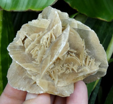 Rose des sables - rose, gypse