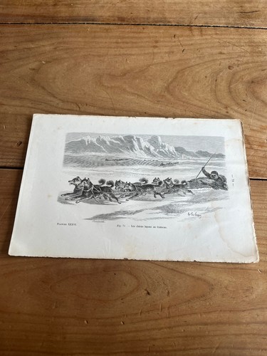 Gravure ancienne chien n35 les - gravure,