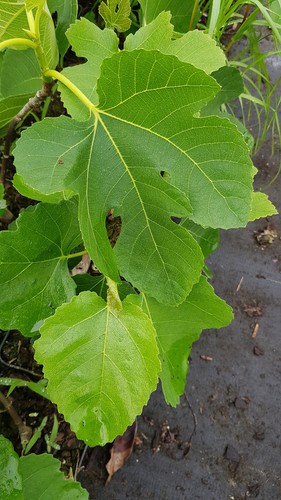 Ficus carica atlas - ficus,