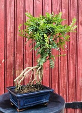 BONSAÏ ZANTHOXYLUM PIPERITUM FAUX POIVRIER RACINES AÉRIENNES 6ANS