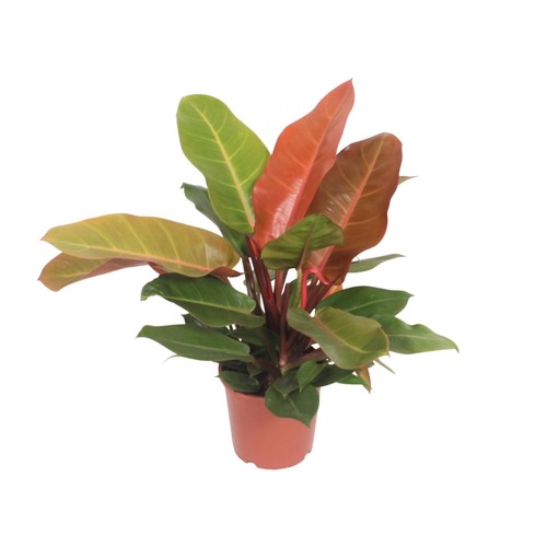 Philodendron prince orange - of,