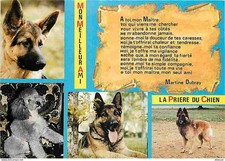 Carte postale animaux - postale,