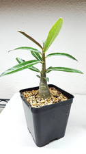 Adenium somalense tanzania - adenium,
