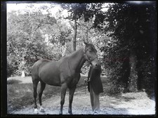 Cheval de race c1900 Photo