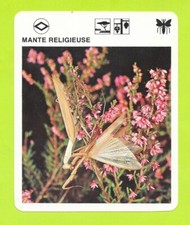 Fiche - Le livre de Paris - 1975 - Mante religieuse