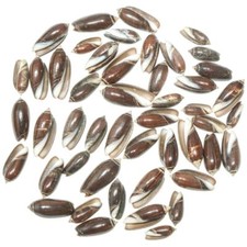 Coquillages oliva brune - 1.5 à 3 cm - Lot de 10