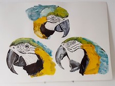 3 Perroquets Ara Bleu