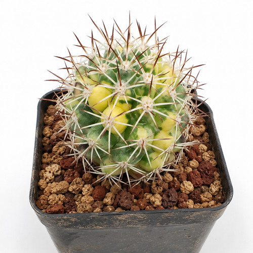 Mammillaria schumannii
