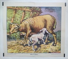 Brebis et agneaux 1953 Affiche Originale Animaux Éducation