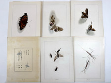 Livre d'oiseaux japonais