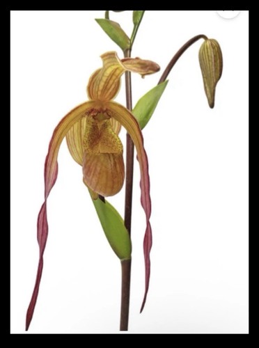 Phragmipedium geralda very - phragmipedium,