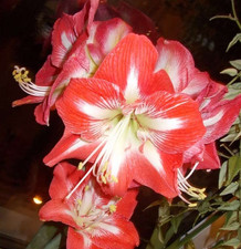 Amaryllis (Hippeastrum) - 'Minerva'. Gros bulbe-10cm..