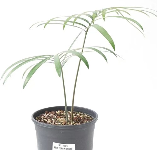 Rare plant lepidozamia - plant, hopei
