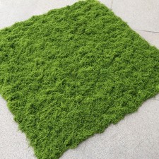 Mousse de bonsaï mousse