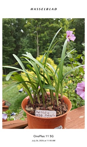 Two clivia seedlings pink - two, (pink