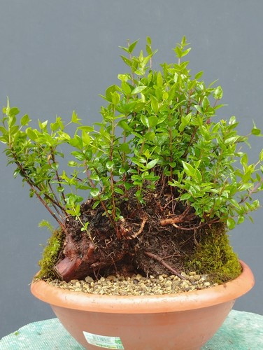 Bonsaï myrte 27 cm en - 27,